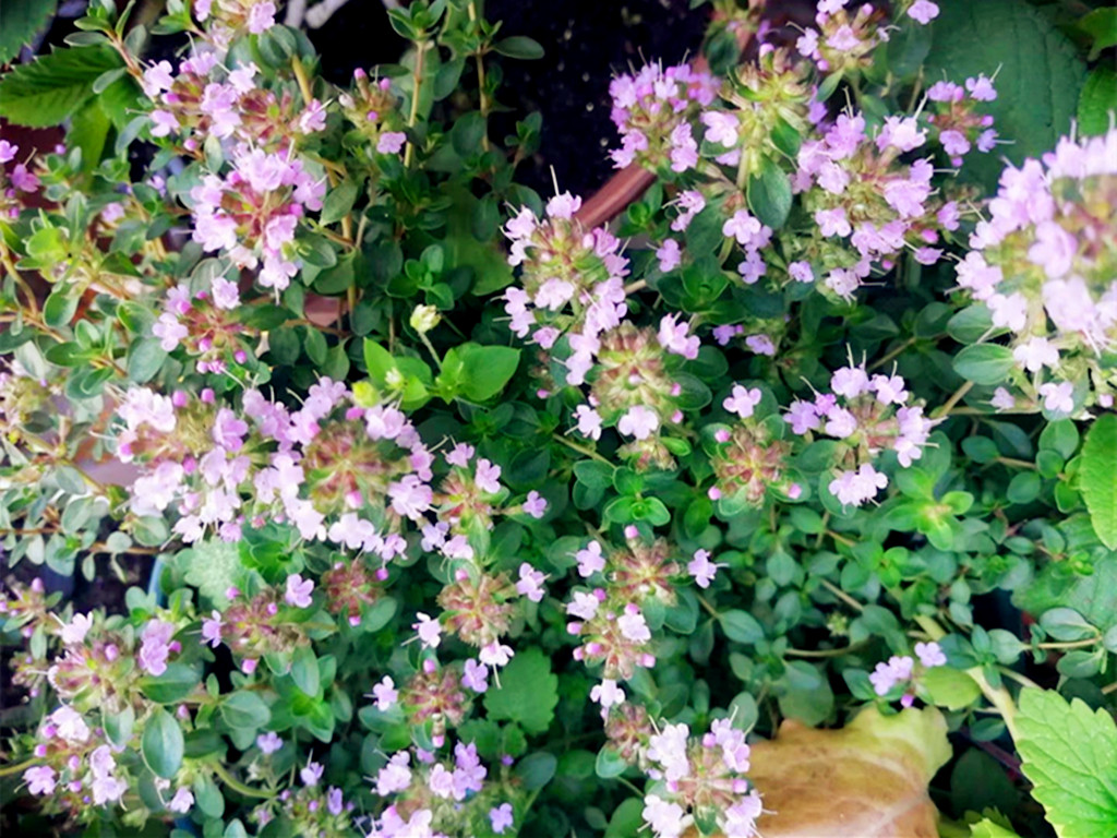 如何打造薰衣草花海,怎么制作薰衣草香氛