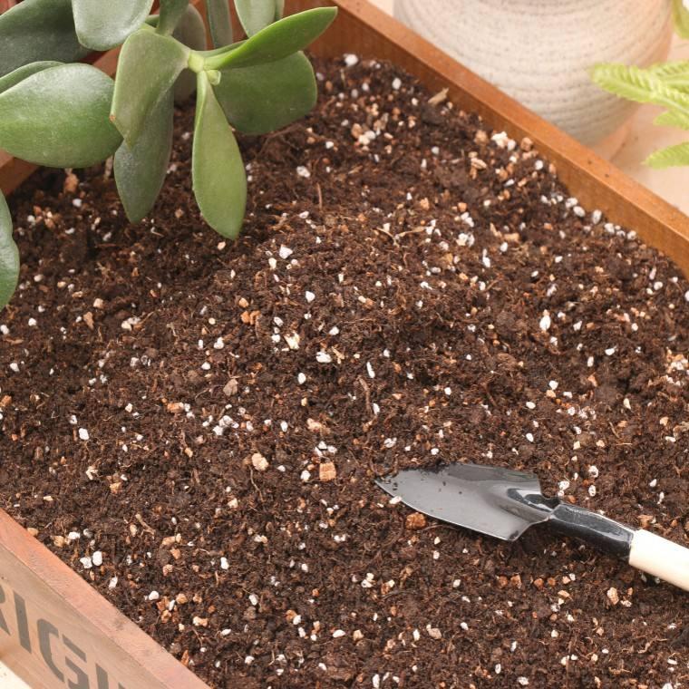 养花先养根养人先养脚,养花前先养土