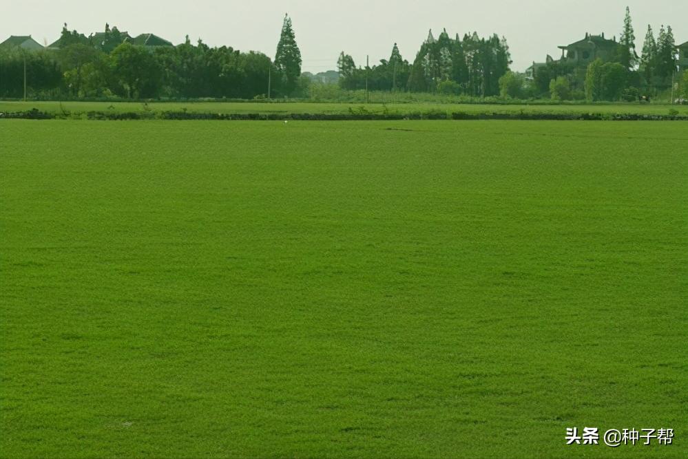 暖季型草坪代表-狗牙根,具有哪些特性?建植方法和管理技巧介绍