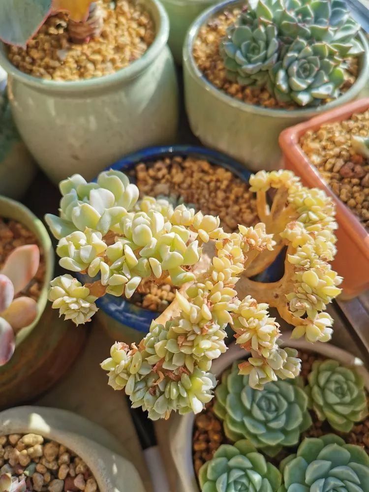 适合北方阳台党养的多肉,适合养在北阳台的多肉