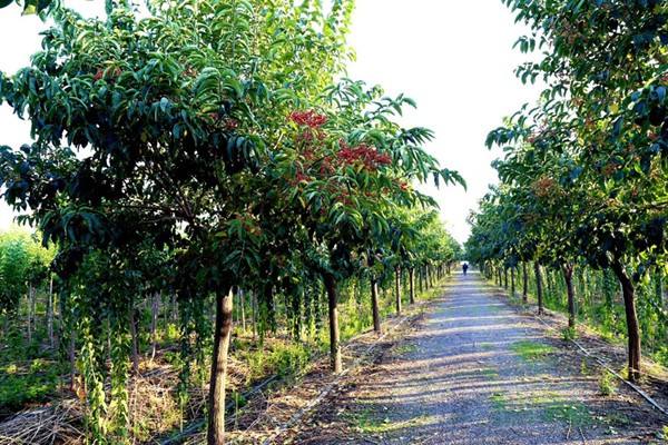 丝棉木嫁接金叶丝棉木,丝棉木种在哪里