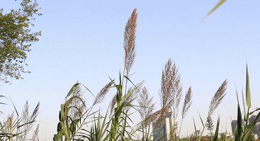 所谓伊人在水一方书法,所谓伊人在水一方歌曲