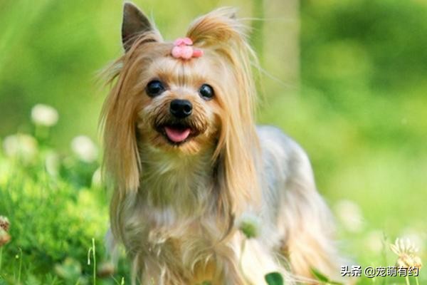 约克夏犬的特性,约克夏宠物怎么养