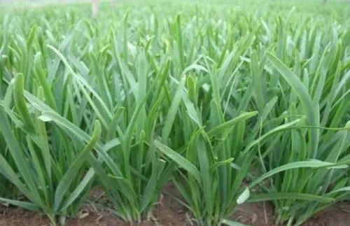 印度政府全面封杀中国APP，背后的逻辑你不懂