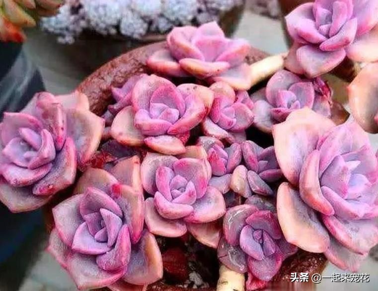 彩虹糖多肉容易爆头吗 (怎么养彩虹糖才能爆盆)