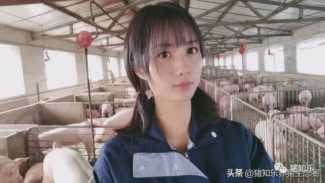 养猪的简单问答,猪易养猪知识大讲堂