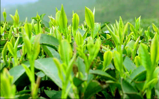 红茶有几种哪种红茶最好喝,红茶有哪些最全红茶介绍