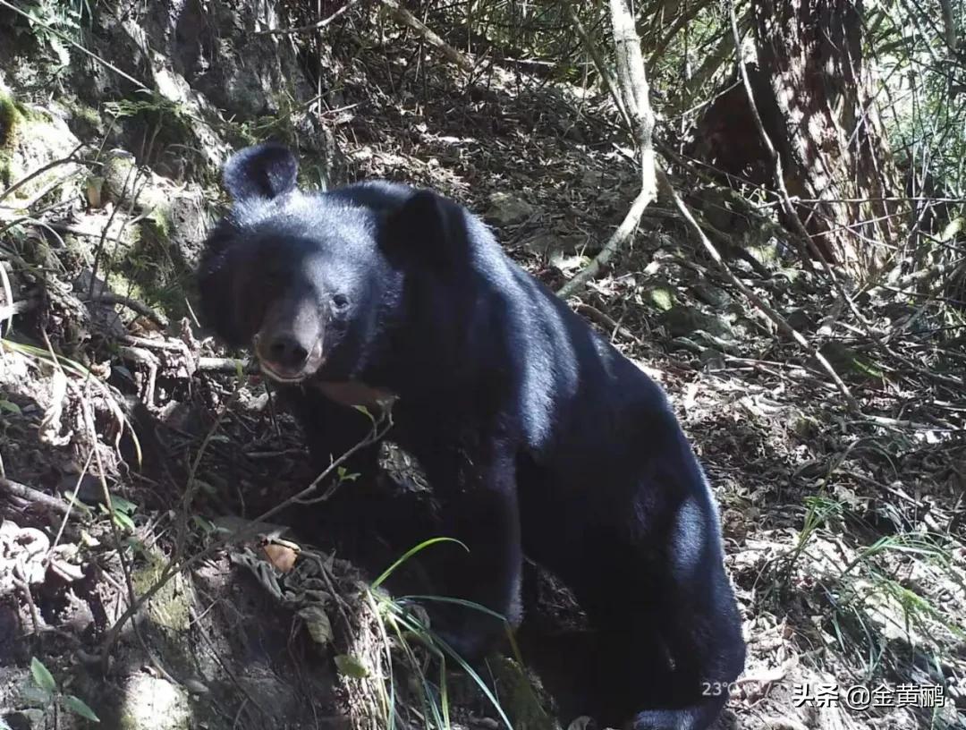 为什么云南女人长相好看,云南真的很漂亮吗