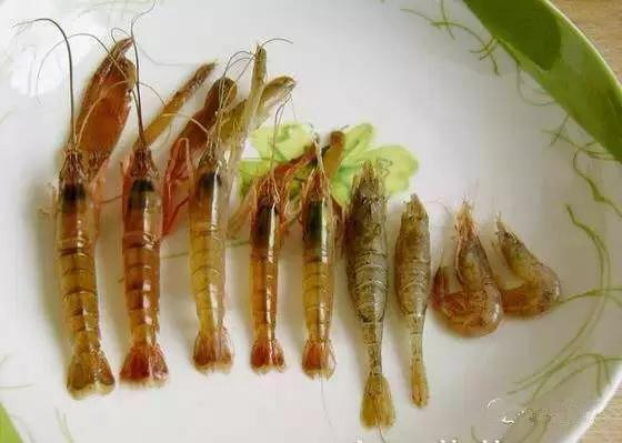 渔民海鲜大全,渔民整理的海鲜河鲜大全