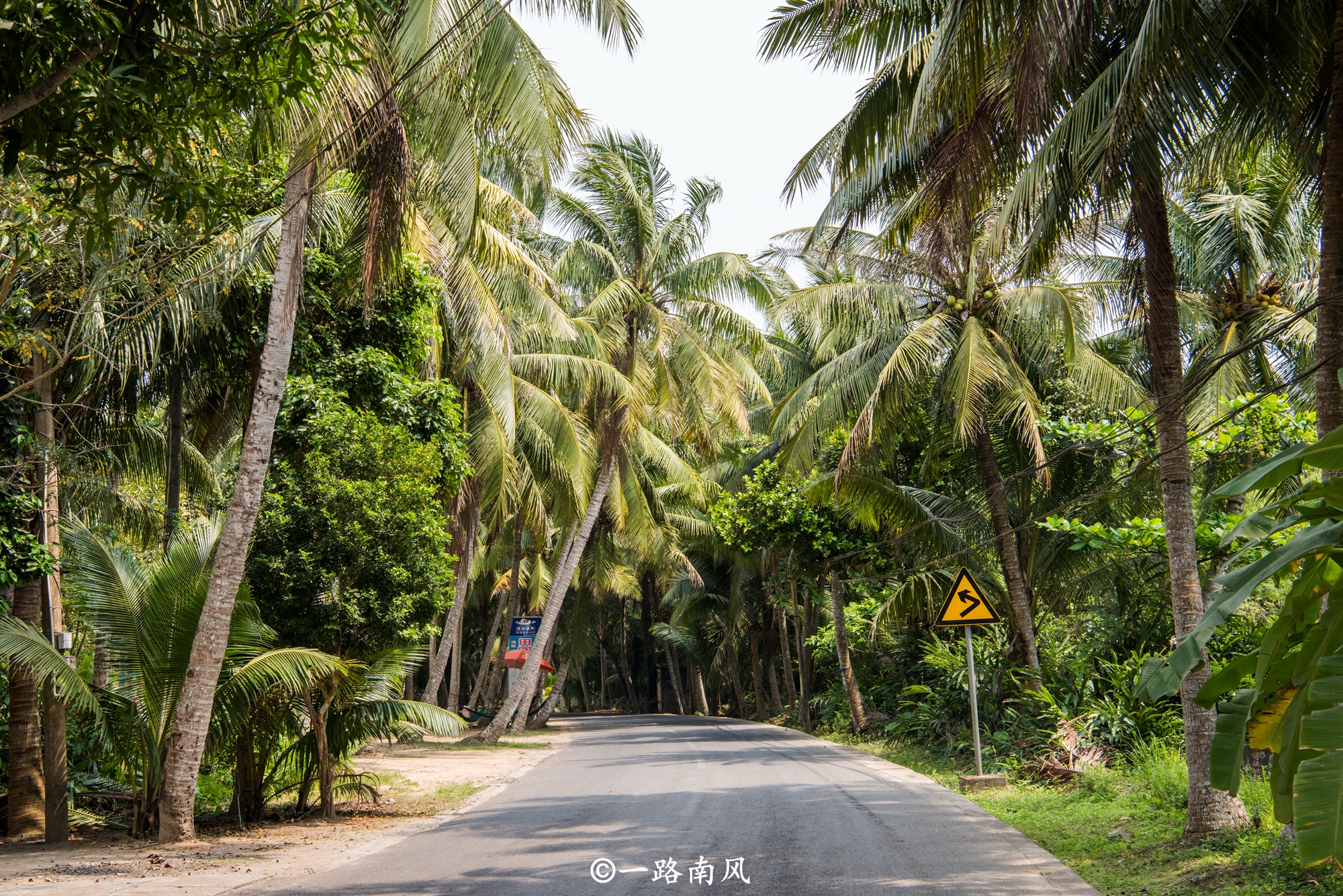 海南椰子最漂亮的地方,海南椰子最多的地方