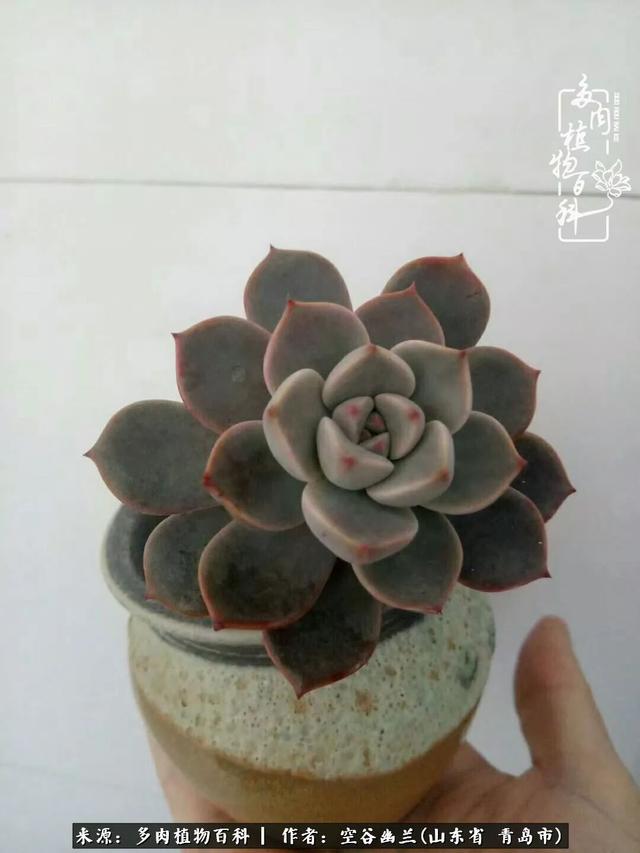 多肉最美的时光,多肉惊艳我的时光