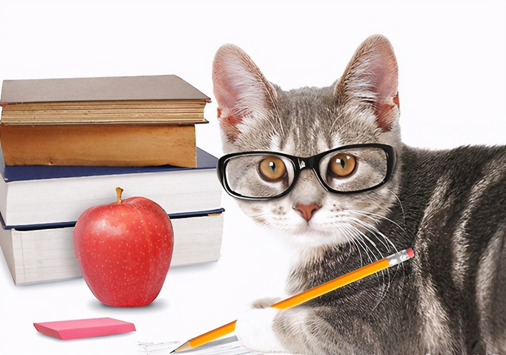 新手养猫全套用品,入坑养猫装备篇