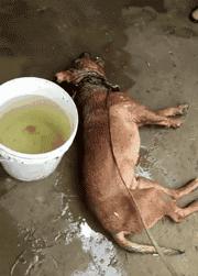 多少度狗狗会中暑,狗狗中暑打什么药