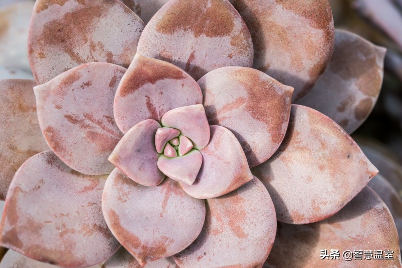 多肉植物的养花心得,多肉植物怎样养新手入门篇