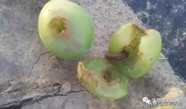 蛀干害虫是钻蛀害虫吗,果树枝干钻蛀害虫图片