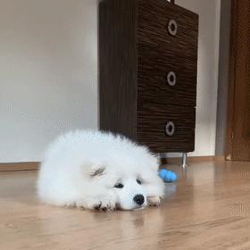 萨摩耶不挑食喂面条可以吗,萨摩耶挑食不吃狗粮还抽搐