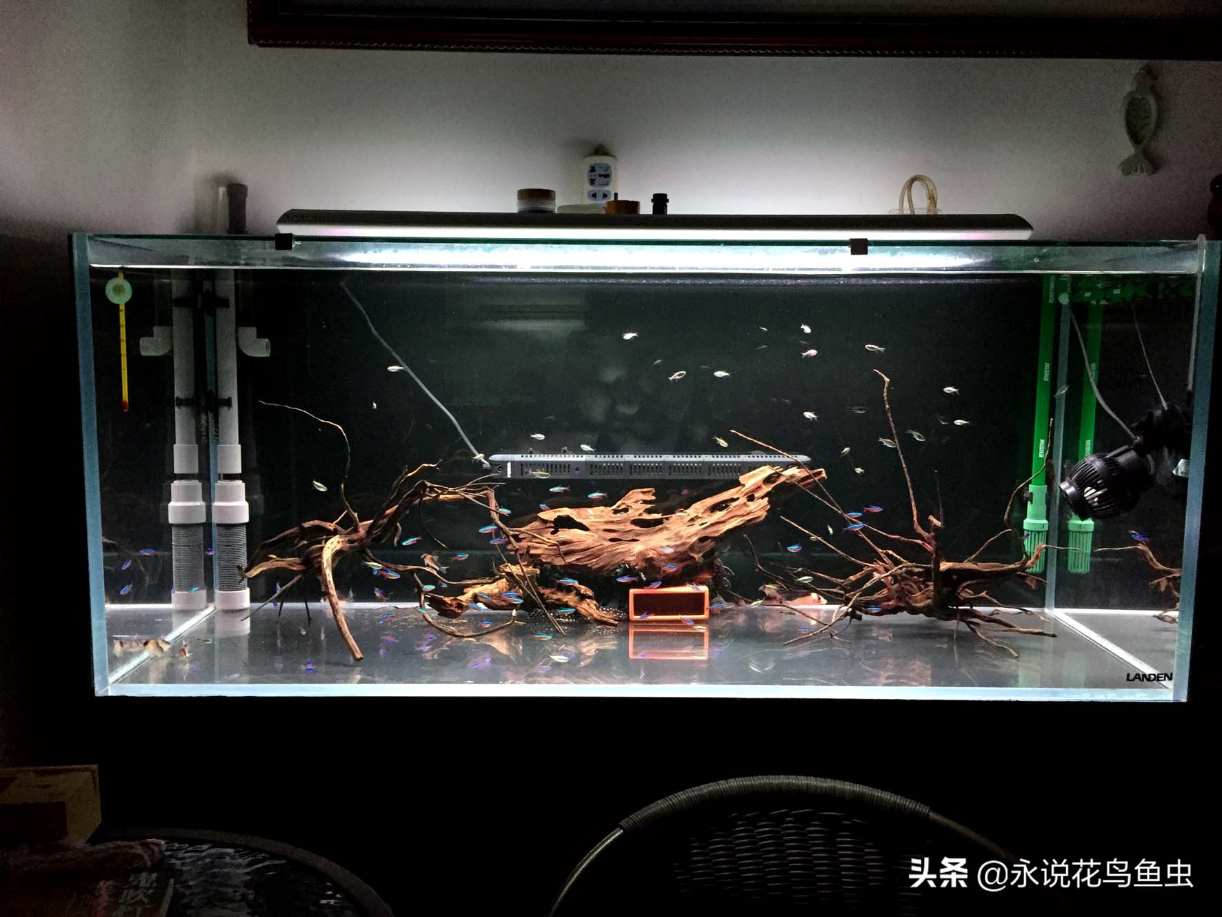 如何做到鱼缸无死角,怎么做到鱼缸不用打理