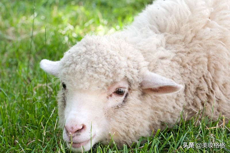 100纯棉袜子不起球低筒,纯棉袜子不起球怎么办