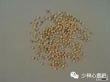 中药药材大全及功效,补肾中药大全及功效