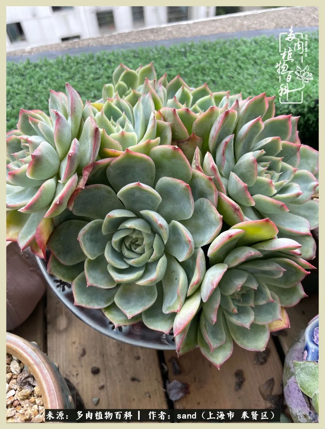 多肉怎么度过三伏天,多肉在三伏天怎么度夏