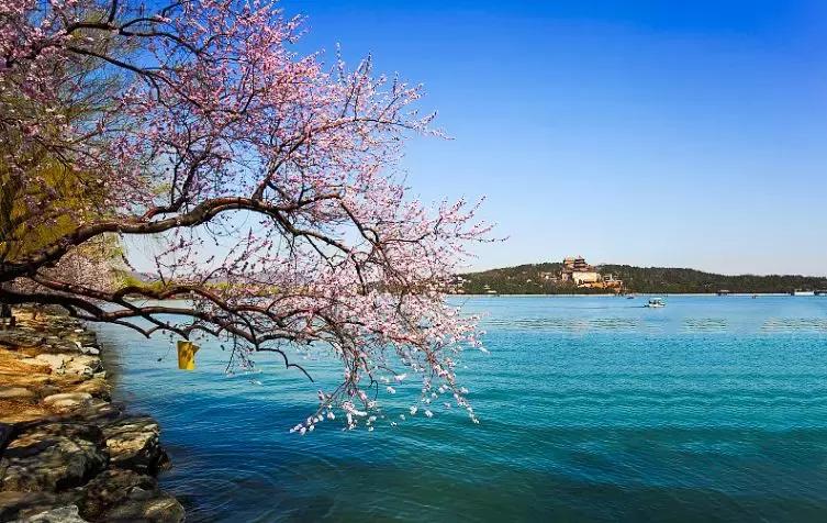 最适合赏花的花,视觉盛宴五种赏花名花供您选择