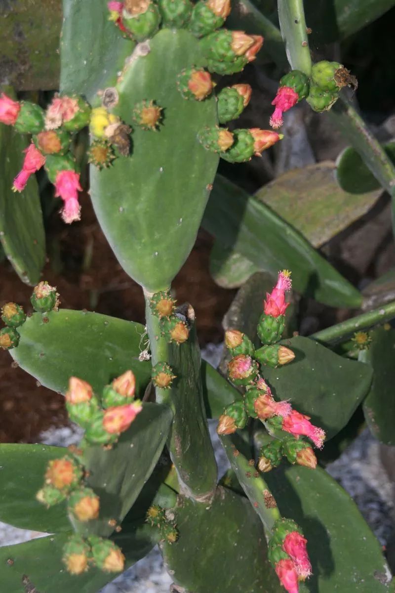 仙人掌类植物的家庭养护,仙人掌类型的植物哪种最好养