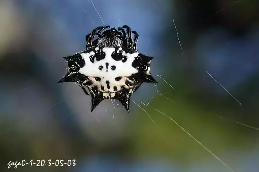 柑橘常见害虫高清图谱,柑橘常见害虫图片大全