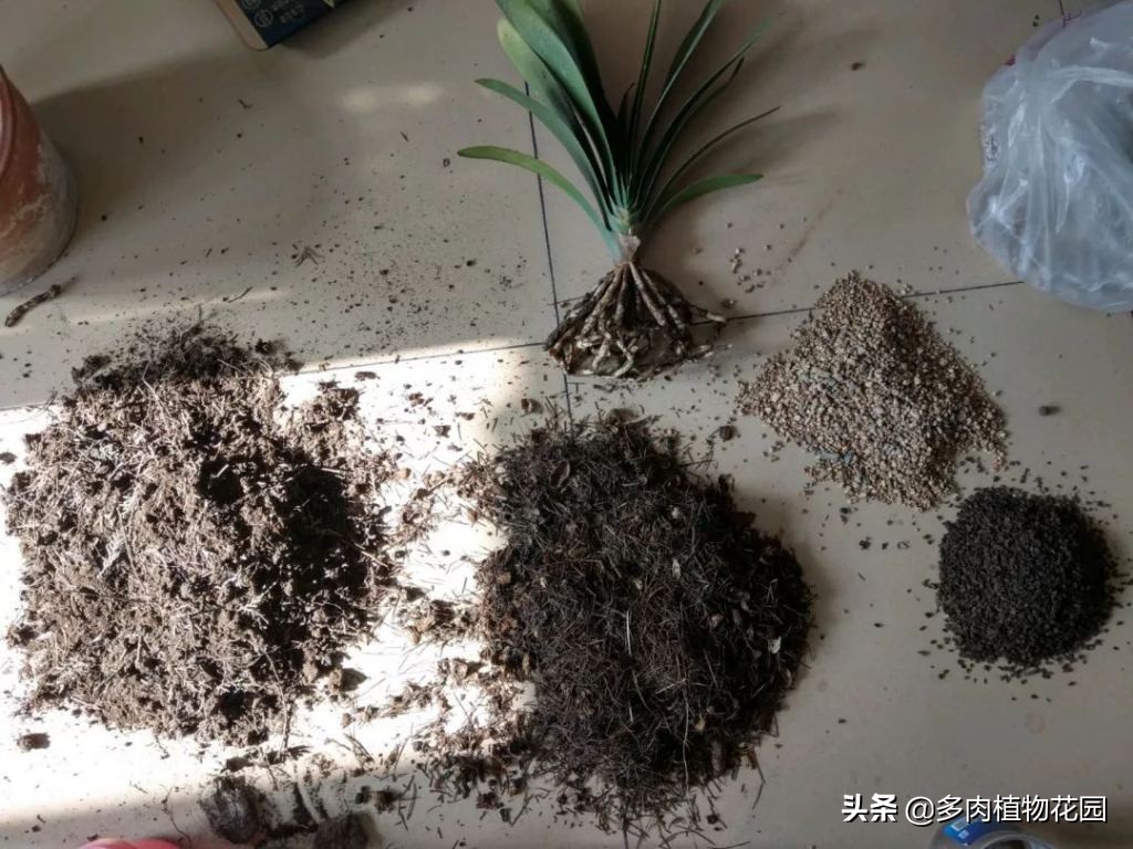 盆栽花卉为什么要换土,花卉换盆有哪些讲究