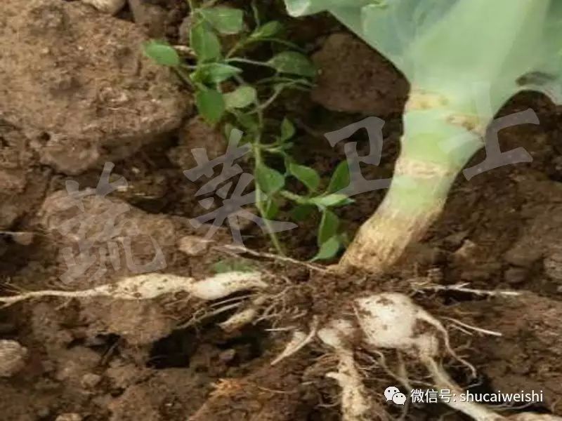 十字花科蔬菜根肿病怎么治疗,十字花科植物根肿病发生规律
