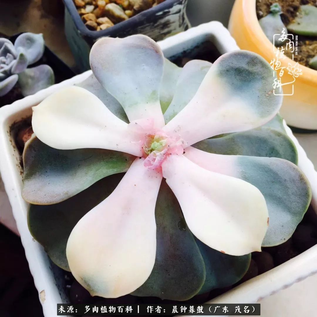 轻轻地告诉你，我的多肉也曾美过，不信你看看