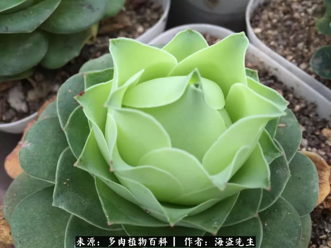 介绍多肉生长特点,多肉植物科普讲解图片视频