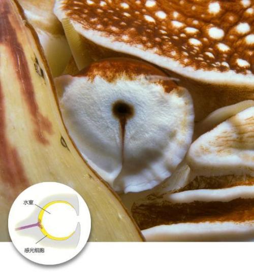 人类是真的经过设计的吗,大胆的推测