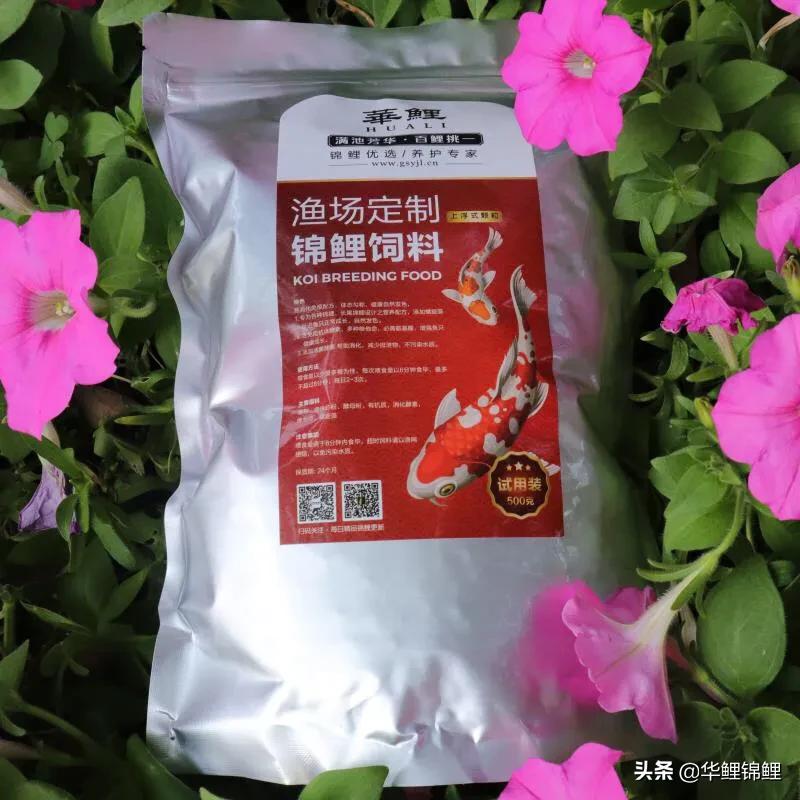 怎样养锦鲤鱼才能养好,怎样养锦鲤鱼不得病害