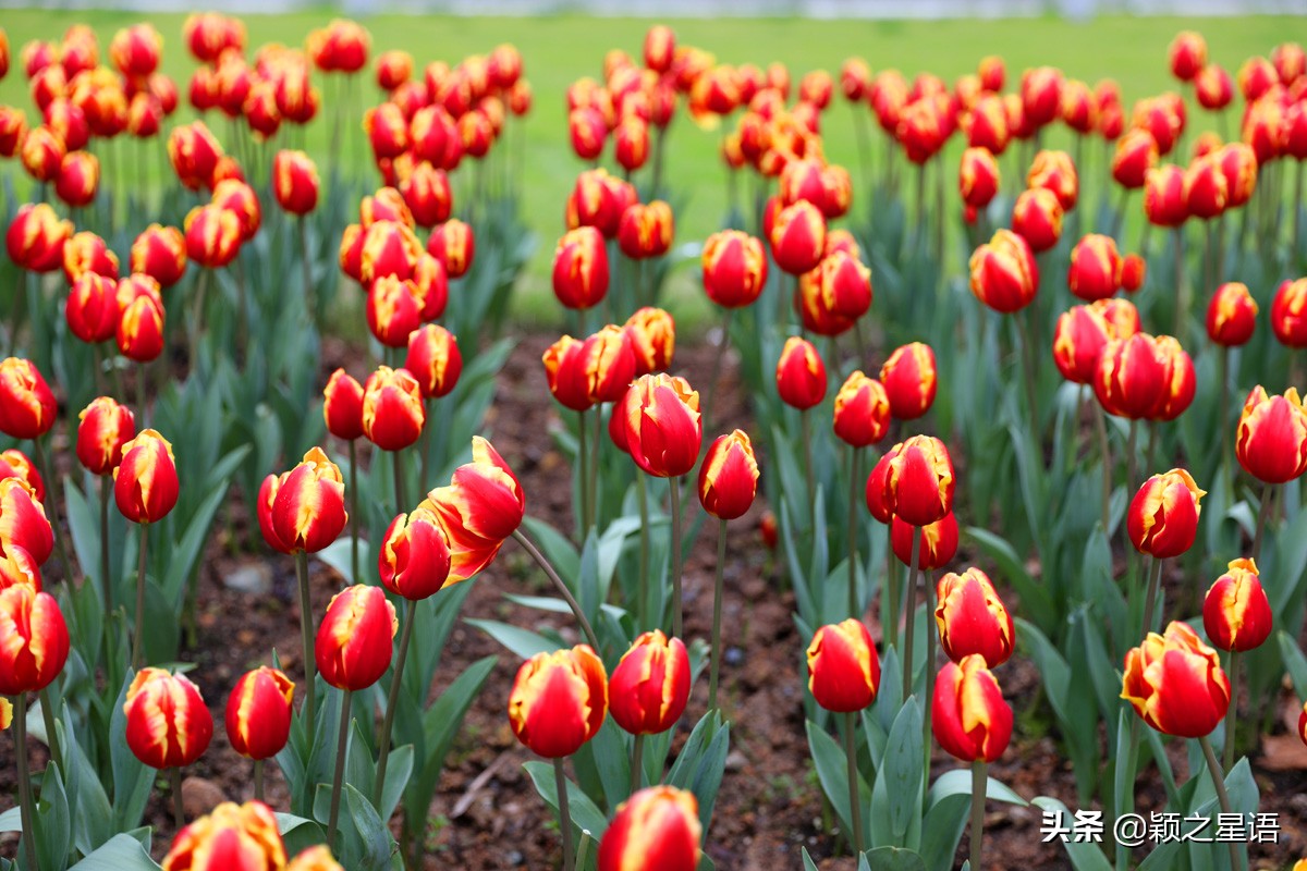 郁金香鲜花香味,郁金香鲜花诗情画意