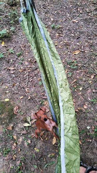 伸舌头的小鹿犬,爱洗澡的小鹿犬