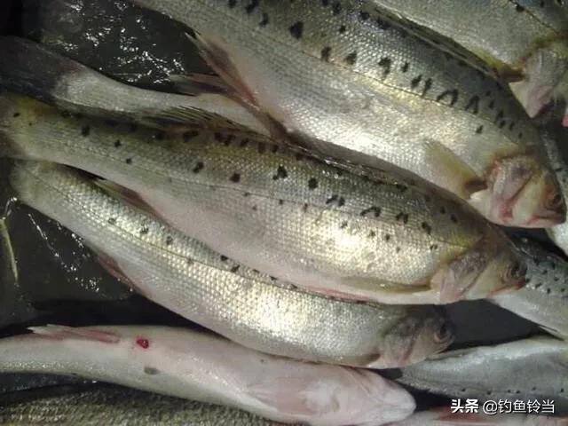 春季钓海鲈鱼用什么饵最好,如何钓海鲈鱼黑坑教学