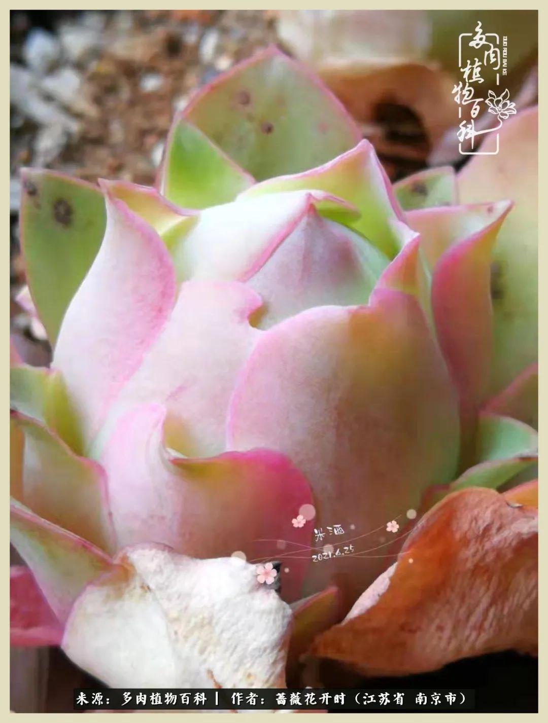 又见颜的妩媚，色的诱惑！这些山地玫瑰礼盒惊艳了眼眸