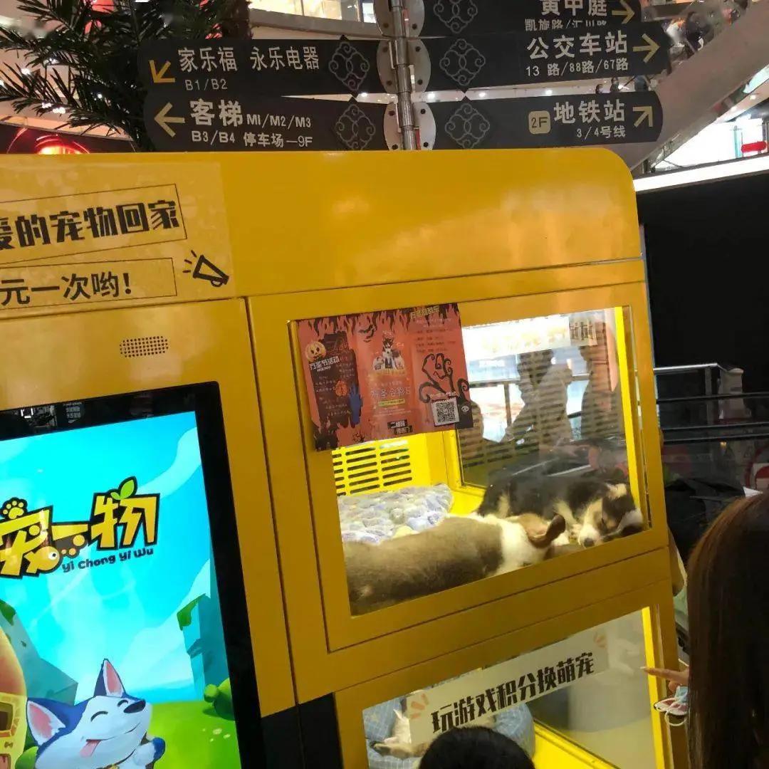 最低9.9，他们被装进盲盒当商品贩卖，漫画揭秘动物盲盒