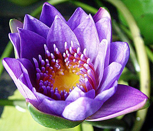 睡莲的叶子是红色是什么品种,用很小的盆就能养的睡莲品种