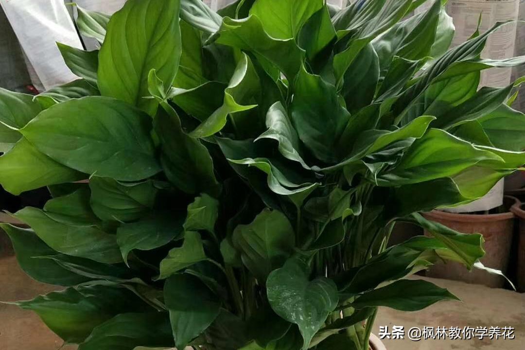 家里光照不足建议养这10种耐阴花,生长缓慢的室内盆栽推荐