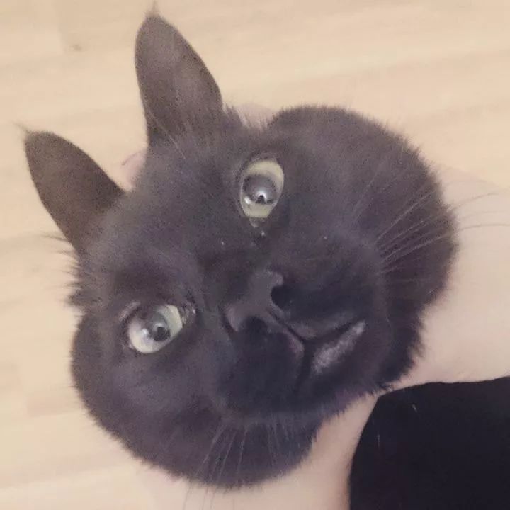 黑猫是不是特别的稀有,黑猫真的看不清吗