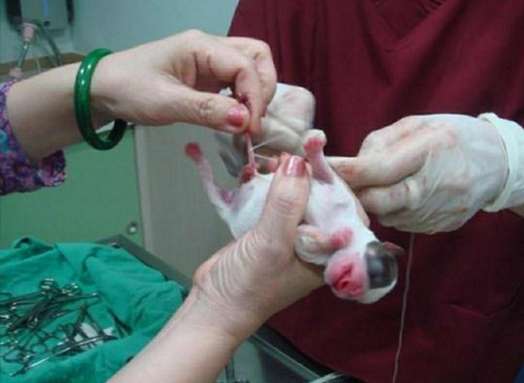 狗生小狗要注意啥,狗生小狗注意事项