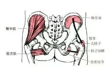 让屁股翘怎么练,让臀部更翘的动作