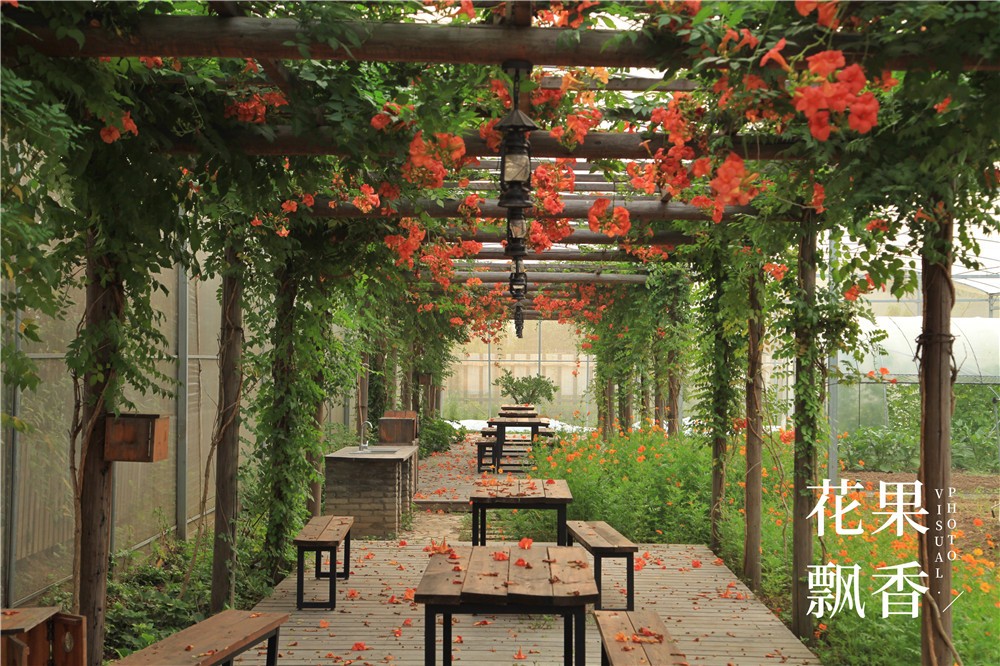 卖文化,卖创意,这家以柑橘为主题的农场好不正经