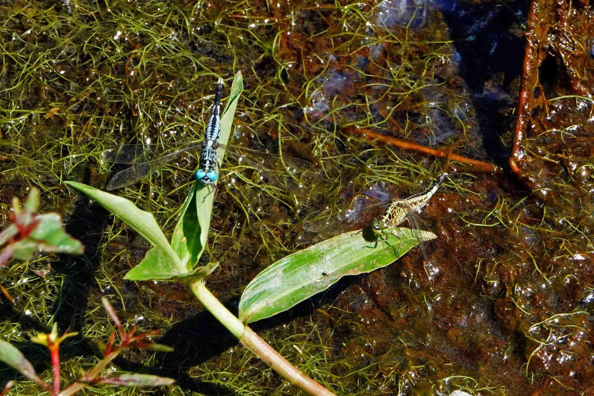 蜻蜓点水雁过留声,蜻蜓点水的收获