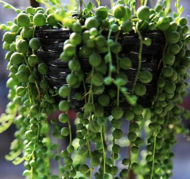 珍珠吊兰和佛珠吊兰图片,好养又好看的佛珠吊兰