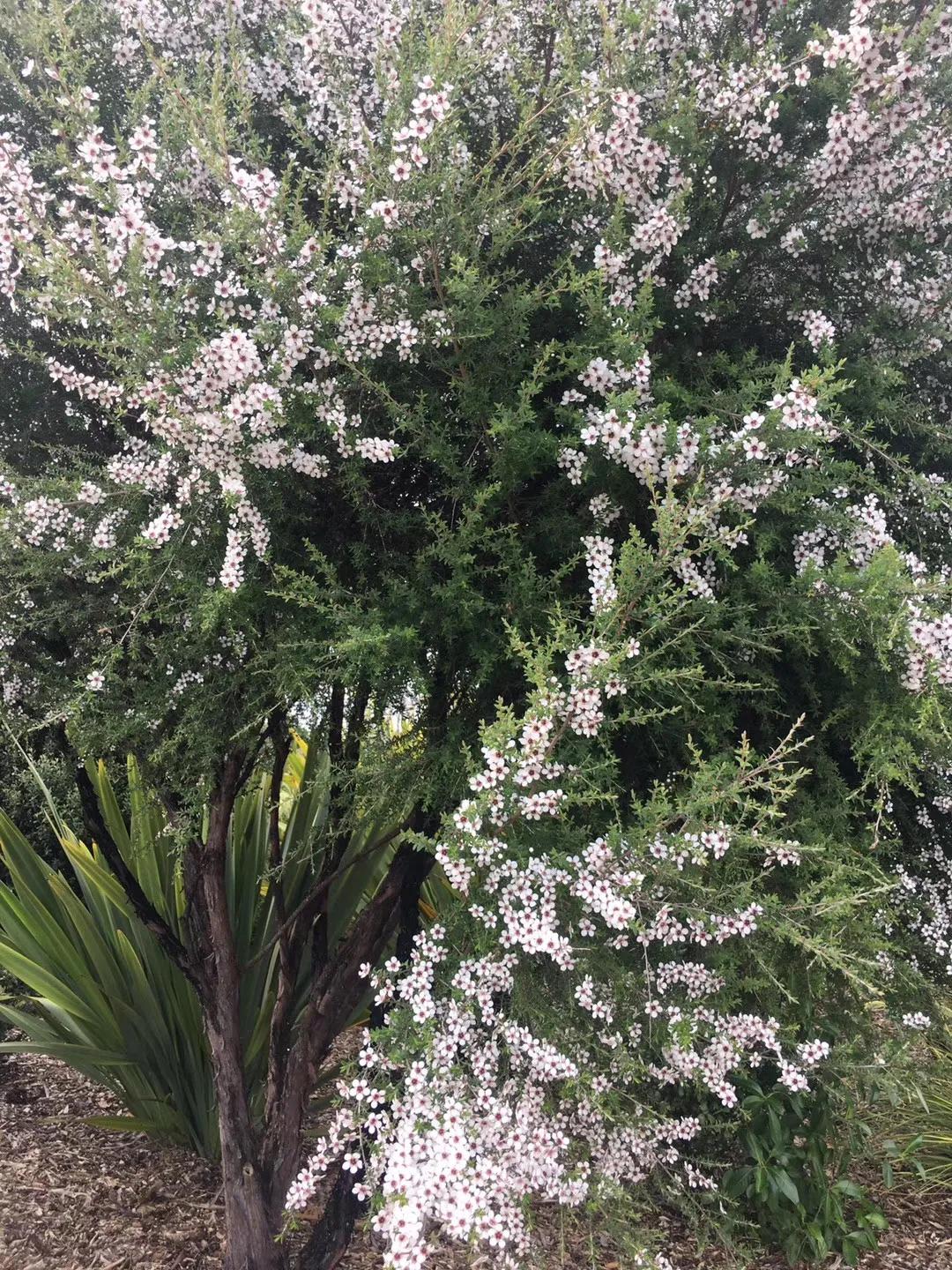 记忆中的旅行之新西兰(北岛)