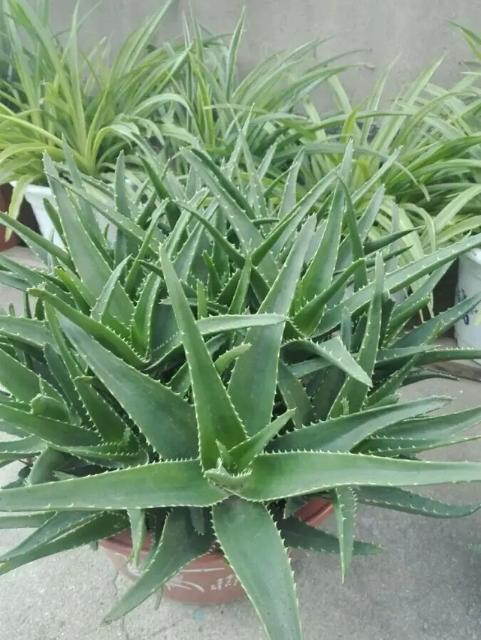 芦荟怎么养才能更旺盛颜色好看,库拉索芦荟冬季换盆后需要浇水吗