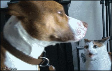 猫咪和狗狗冷知识,我的世界狗狗的冷知识