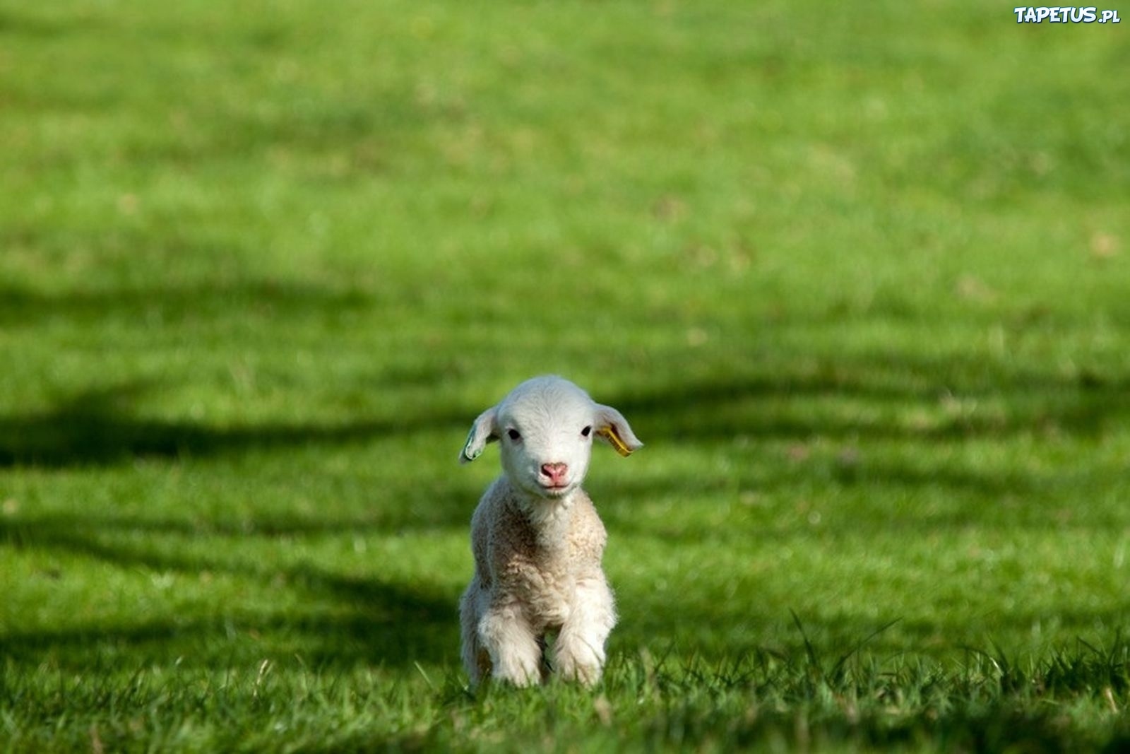 羊群里怎么训练一只领头羊,羊群的领头羊是怎样产生的
